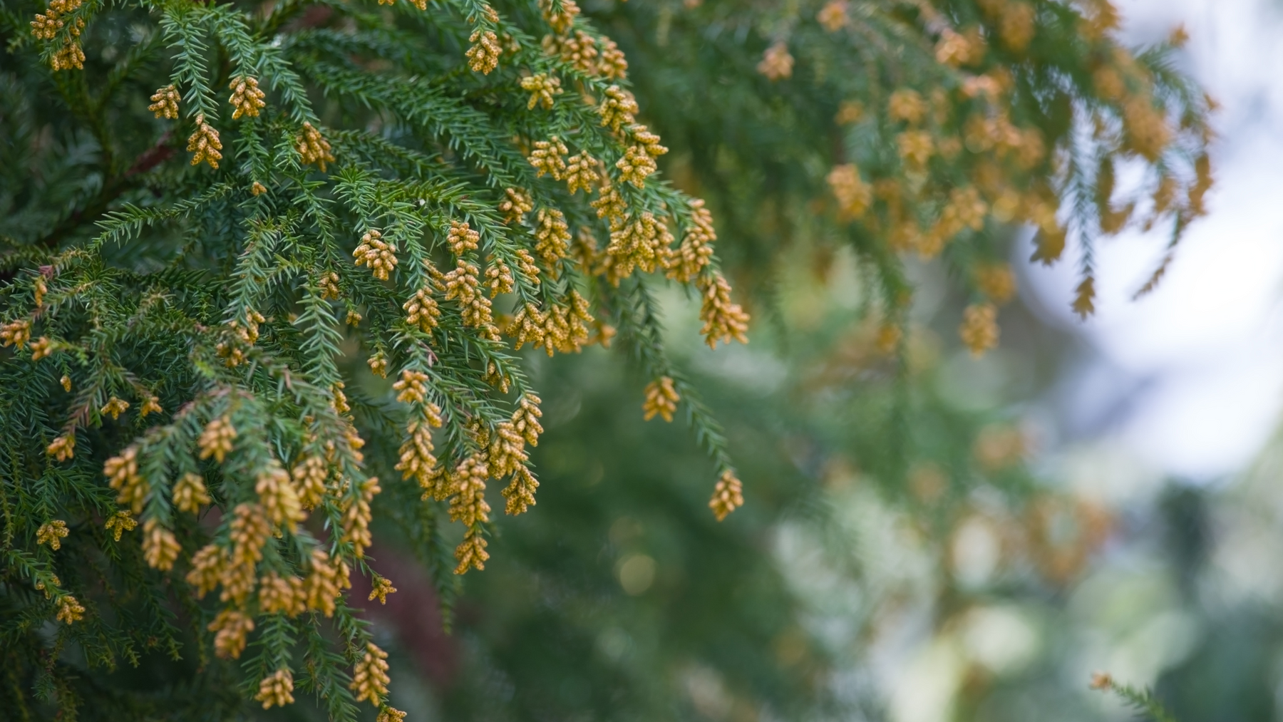 窓廻りの花粉対策に！花粉対策レースで花粉シーズンを乗り切ろう