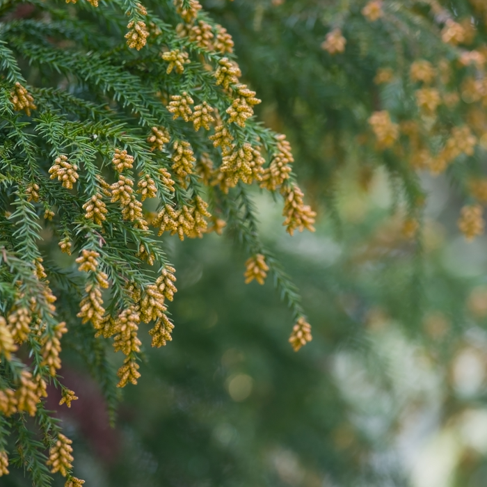 窓廻りの花粉対策に！花粉対策レースで花粉シーズンを乗り切ろう