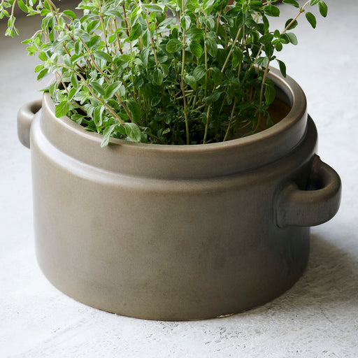 プランターに植物が入っている